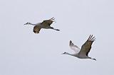 Sandhill Cranes In Flight_31352